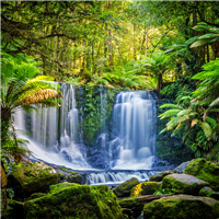 Rainforest Fragrance Oil 502